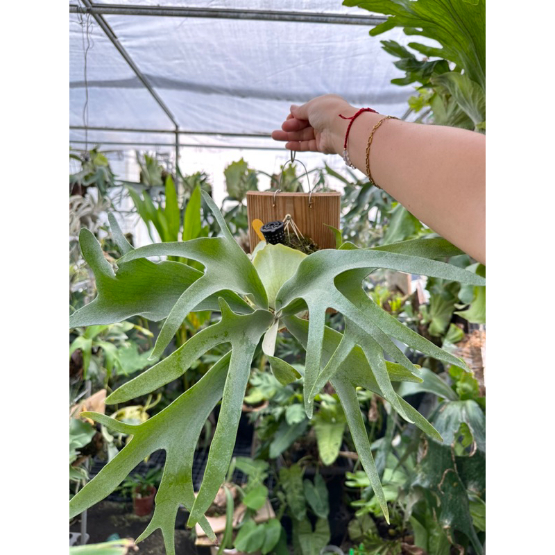 白領帶鹿角蕨-White  tie  正側芽-療癒植物