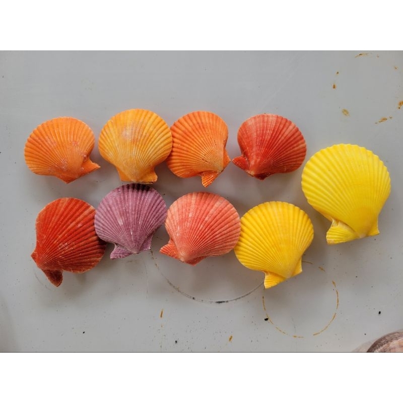 全新 彩色扇貝 貝殼海螺 赤螺 綠螺 斑馬螺 DIY裝飾 水族箱裝飾 造景貝殼海螺