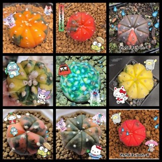 【肉嘟嘟種子】稀有品種 糖果色拉絲錦兜種子（10粒裝）多肉植物 錦兜種子