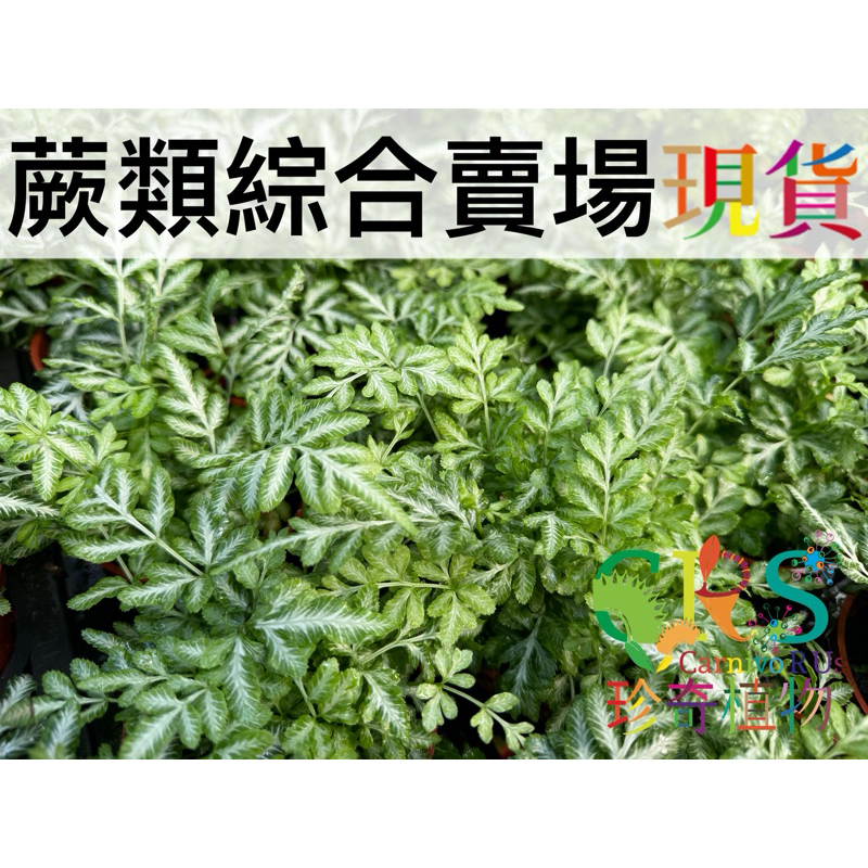 蕨類綜合賣場 三吋小品 兔腳蕨 藍星蕨 鐵線蕨 海岸疑弗蕨 鳳尾蕨 波斯頓蕨 心葉蕨 美人蕨 瑪莉莎蕨 蕾絲蕨 珍奇植物