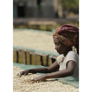 Quel Cafe克爾咖啡 ｜衣索比亞 耶加雪夫 伊迪朵處理廠 Ｇ1 水洗 Yigacheffe, Ethiopia