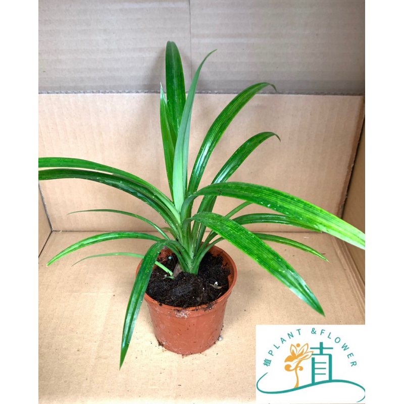 植plant&flower 七葉蘭  香蘭葉  香蘭葉  七星蘭  ใบเตย