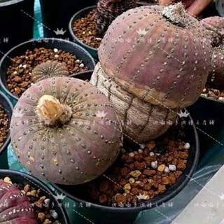 【肉嘟嘟種子】 仙人掌/仙人球(大型士童種子)多肉植物種子 種子新鮮/發芽率很好 仙人掌類很適合臺灣天氣的植物/植物種子