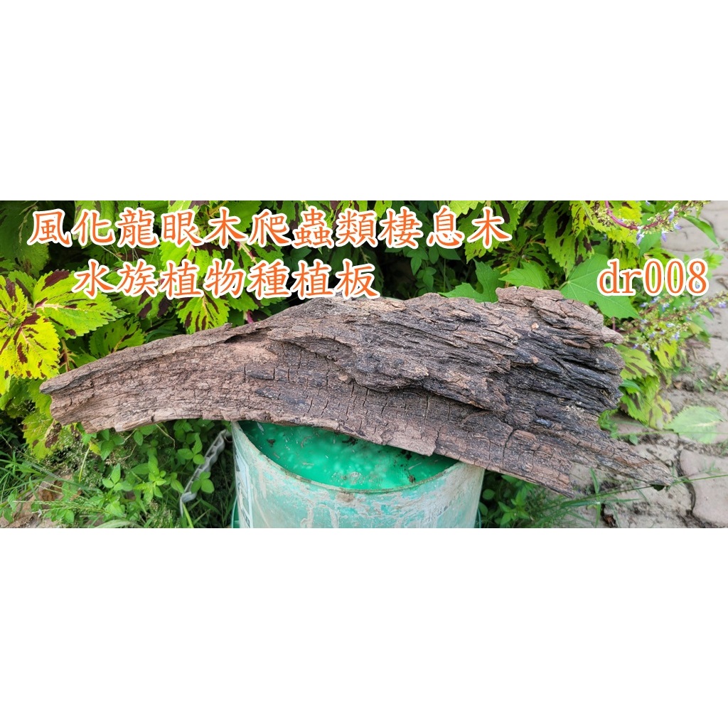 風化龍眼木爬蟲類棲息木水族植物種植板dr008