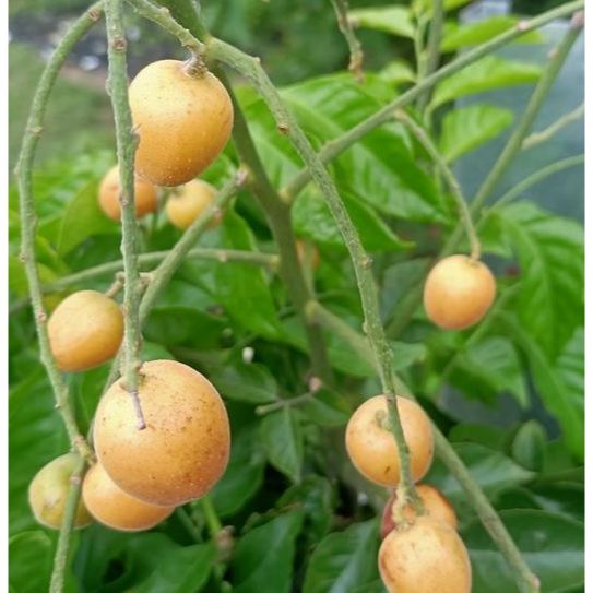 水果苗 黃皮果/無籽黃皮果/無核黃皮果，嫁接苗 新興果樹 高約40公分
