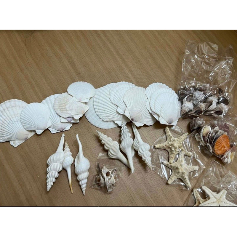 天然霸王海星/白法天然旋螺貝殼/18款貝殼/長刺螺/赤旋螺/白扇貝