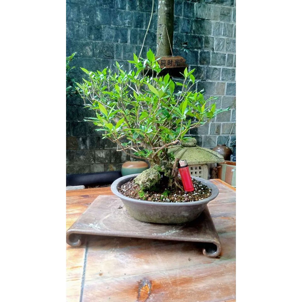 67H-槴子花(玉堂春)~20幾年樹齡矮霸型 附石老樹頭 盆栽
