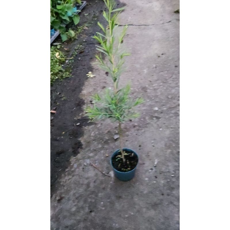 【samgreen♥️澳洲茶樹🌲】3吋盆/窗邊植物/茶樹香芬