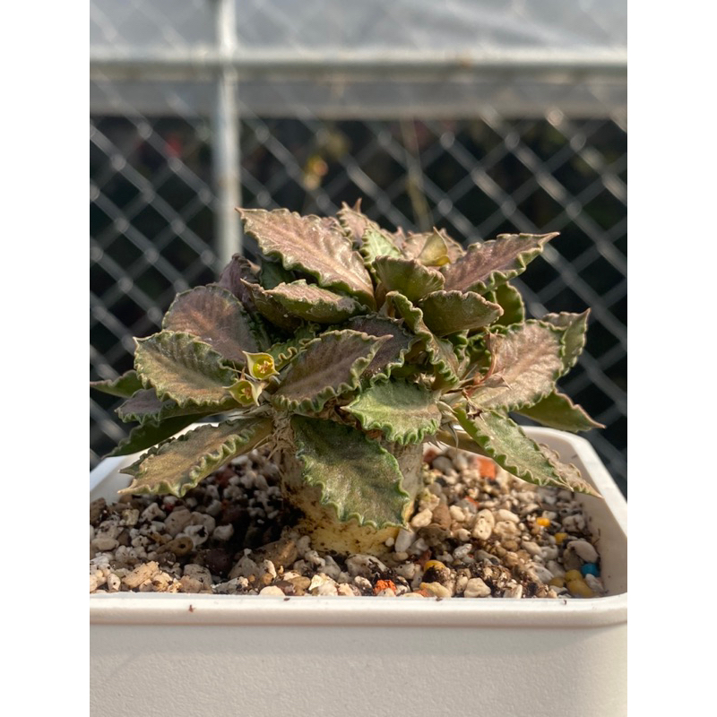 【圖拉大戟】美型實生株/Euphorbia tulearensis/塊根植物