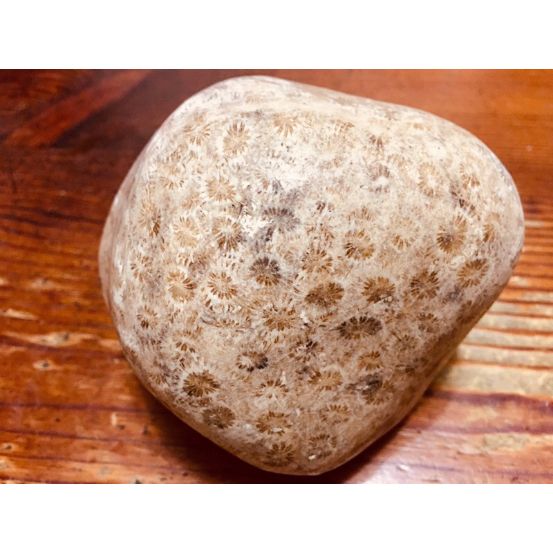 珊瑚玉化石，菊花石，菊花玉化石，1.7公斤