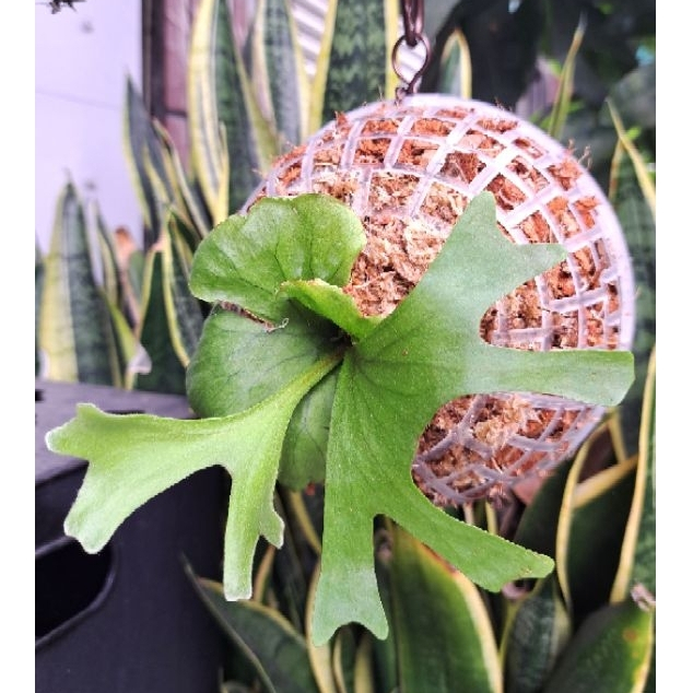 亞猴球(已完成)(現貨如照片)/含亞洲猴腦鹿角蕨及苔球/🌿漂流木手工蕨品坊🌿