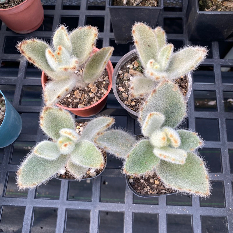 *星雨花園*  多肉植物  2.5吋盆  安哥拉閃光兔耳