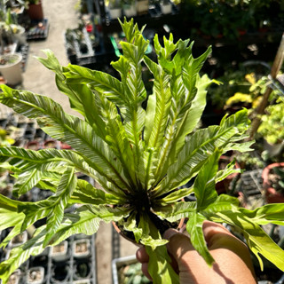 【外星人的植物園】斑葉山蘇 蕨類 白斑 斑葉 室內植物 盆栽 植物 療癒盆栽 小品 現貨【滿額免運】