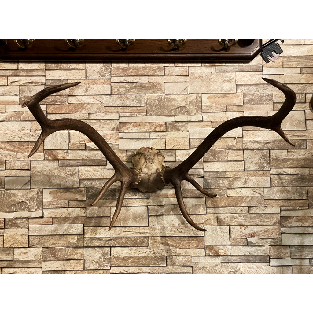 #19世紀 挪威馴鹿大型標本掛飾『壯觀對稱完整鹿角』#523305
