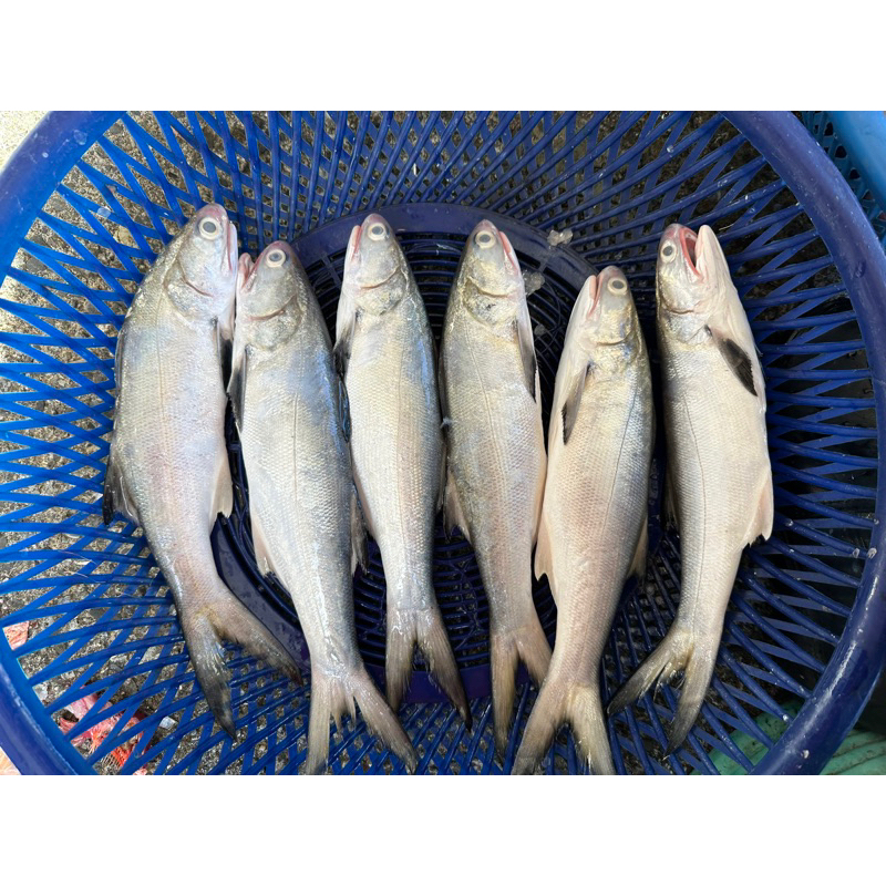 藍海鮮漁-宜蘭大溪漁港「野生午仔魚 午仔魚」