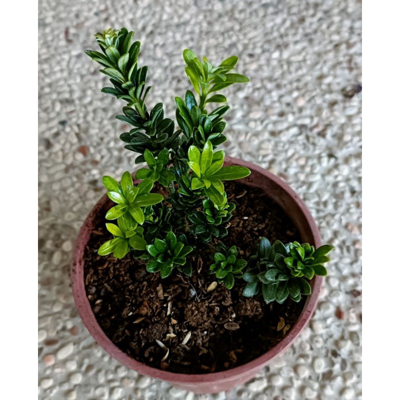 玫森 綠鑽羅漢松 米粒羅漢松 3-4吋盆觀葉植物