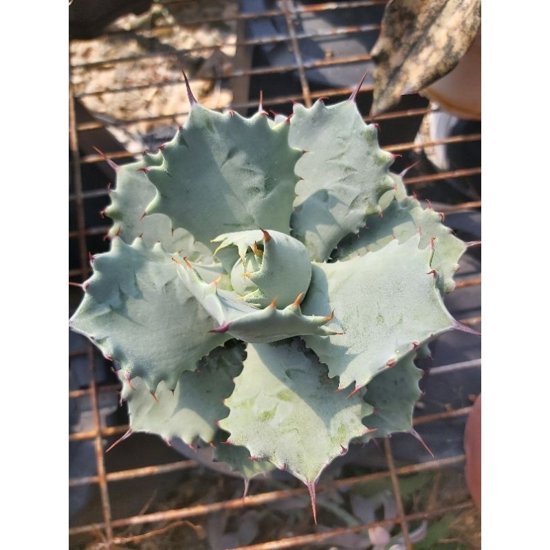 白銀甲蟹/黑皮多肉園/多肉植物/仙人掌/虎尾蘭/龍舌蘭/景天科 石蓮花/塊根/麒麟/蘆薈