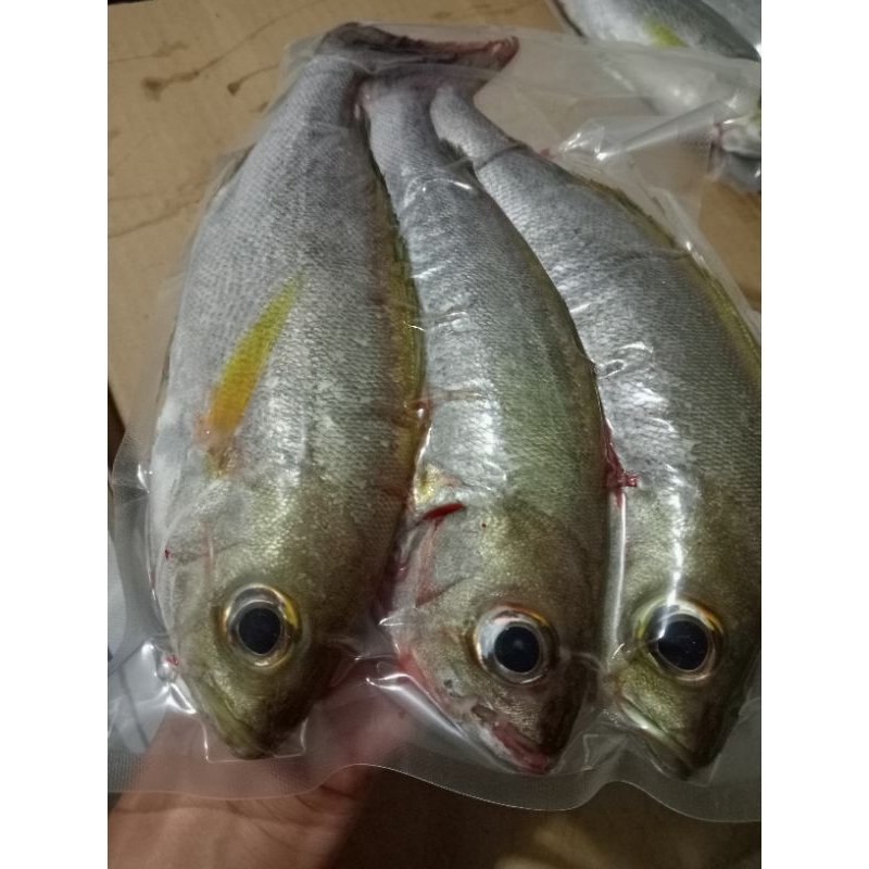 澎湖手釣黃雞魚，煎煮炸蒸都適合