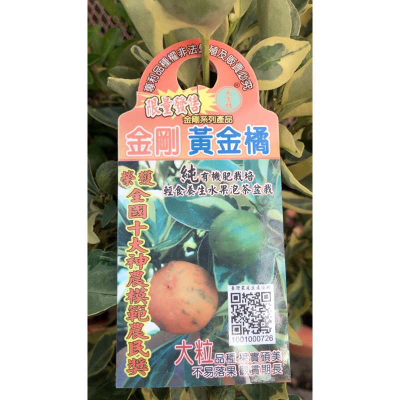 金剛 黃金橘/嫁接果苗⋯🍊