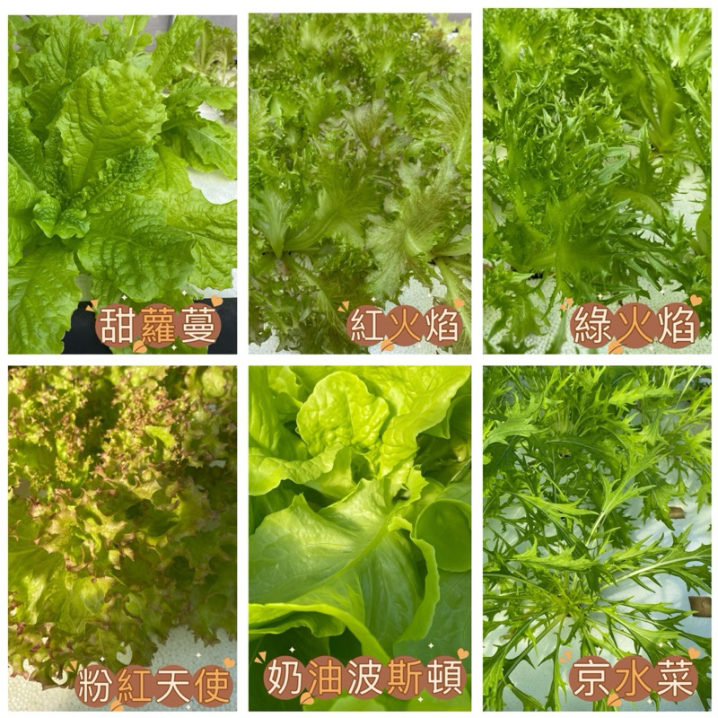 2公斤生菜798元 單顆萵苣帶海棉、新鮮萵苣、綜合萵苣、生菜沙拉、包肉生菜、烤肉生菜