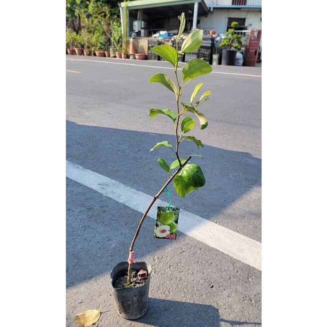 ★ 逗花枝玩 ☆ 水果苗 牛奶蜜棗 4吋