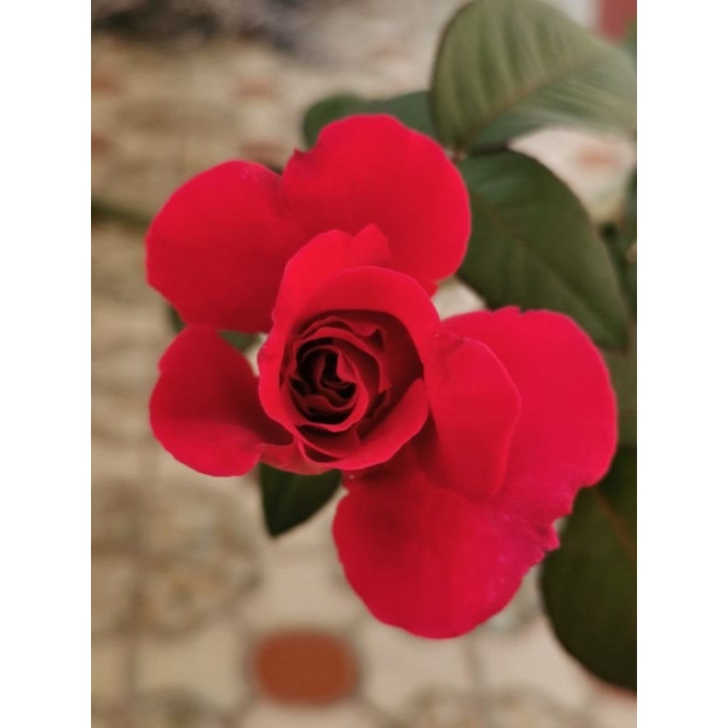 3點5吋深軟盆甜蜜（蜜妮）玫瑰花苗強香無刺可食用的玫瑰花