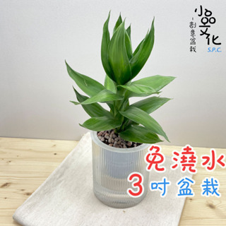 【小品文化】蓮花竹【現貨】3吋條紋圓免澆水盆栽 懶人盆栽 觀葉植物 室內植物 自動吸水 創意花盆 居家辦公盆花