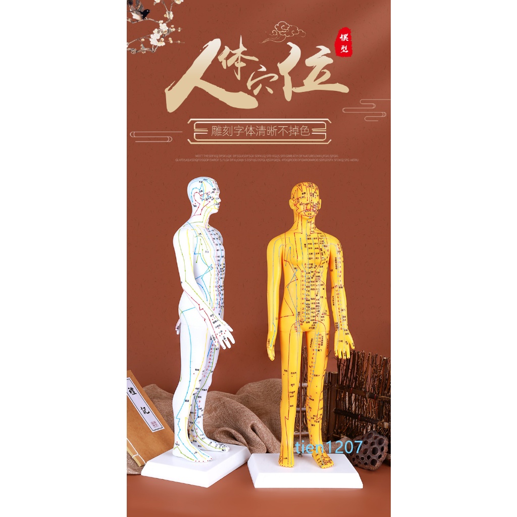 無憂百貨💐-超清晰穴位圖經絡通男女人體模型人體經絡模型銅人針灸穴位模型🌈tien1207
