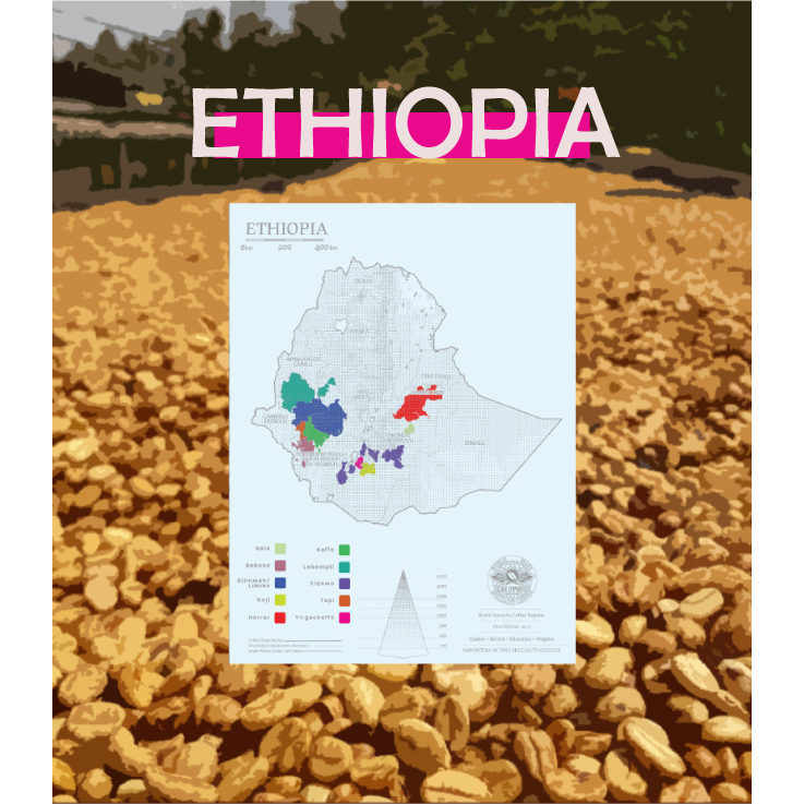莉普森【咖啡生豆】2023新產季■衣索比亞 耶珈雪啡 紅蜜處理 G1