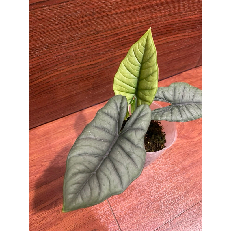 比斯麥觀音蓮 Alocasia Bisma天南星科/觀葉植物/觀音蓮