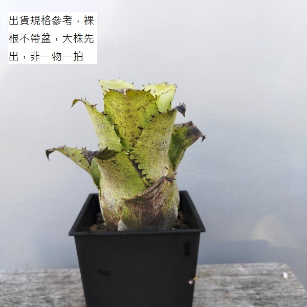 特價!!Hohenbergia leopoldo-horstii~壺型漂亮個體(側芽10cm+，裸根，不挑選大顆先出)