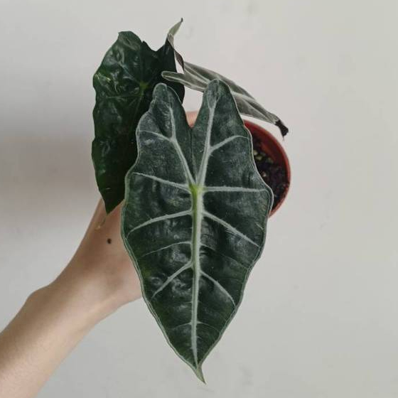 【埔茂花市】✦ 3吋 黑葉觀音蓮 Alocasia amazonica 觀葉植物 雨林植物 觀音蓮