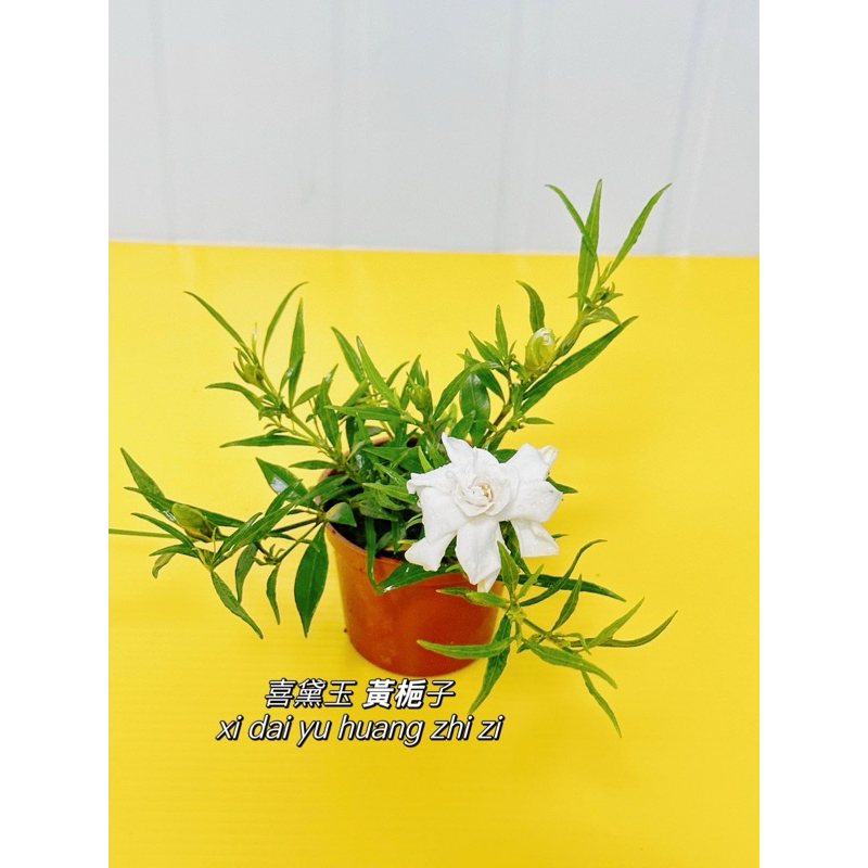 植物空間 香花植物 斑葉喜代玉3吋 黃梔子 玉堂春 極小葉品種