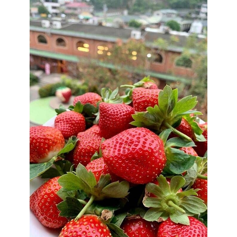 ~苗栗~大湖馬拉邦山草莓~1.2.3.4號