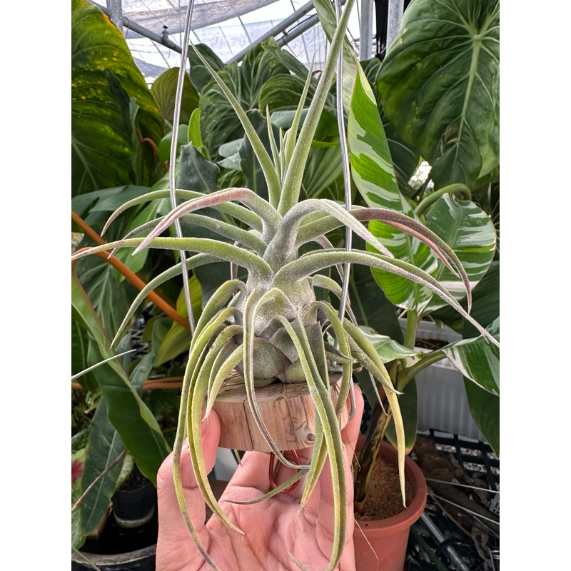 座美人(有小露西之稱)-空氣鳳梨-婚禮小物-小植栽