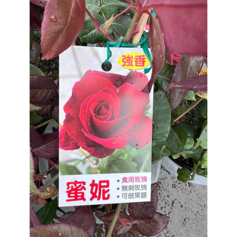頂耀園藝 蜜妮玫瑰 （無刺玫瑰；可食用）6吋盆 （一箱可以3盆）