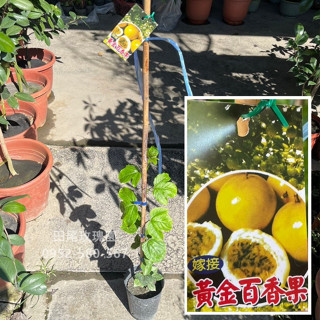 田尾玫瑰園 l 【嫁接】黃金百香果【4.5吋黑軟盆 植物高度約60cm】新品種 百香果苗 水果苗 甜度高