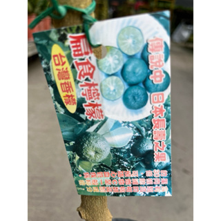 台灣原生種 香檬/扁食 檸檬/5吋～嫁接果樹苖木⋯