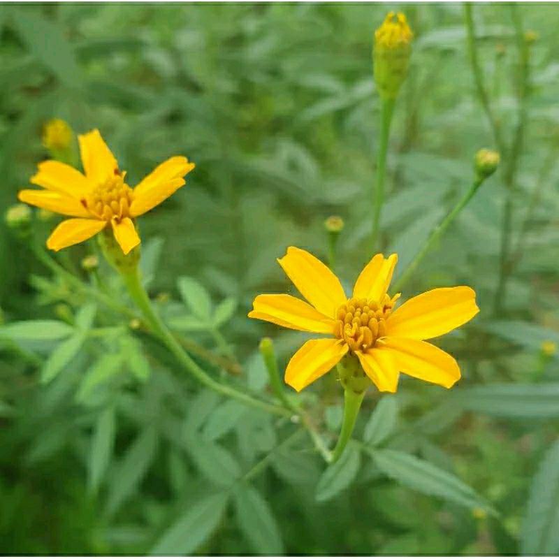 芳香萬壽菊花茶 天然無添加❀菊花裡的高貴香氣❀