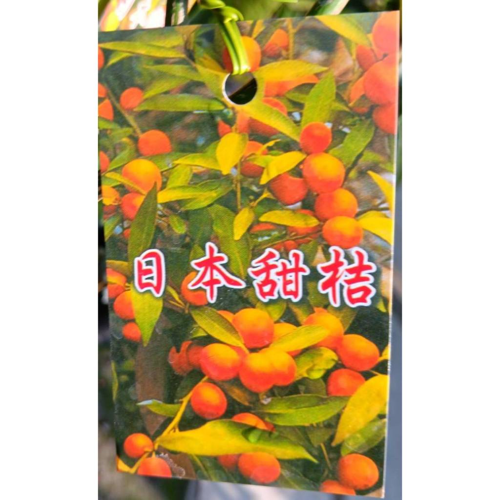 ╭☆東霖園藝☆╮柑橘苗--日本甜桔--另有金桔.金棗