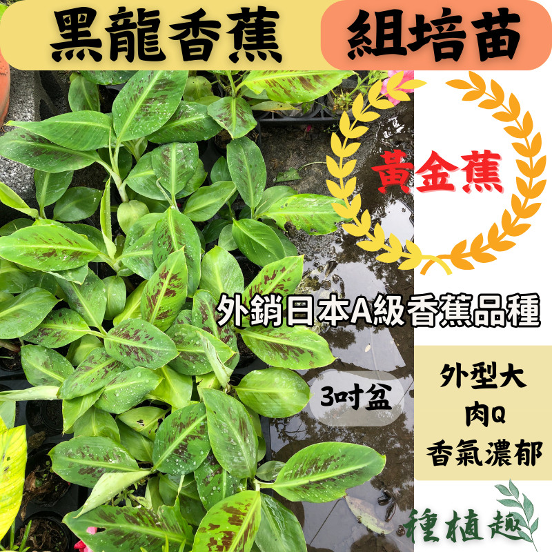 [種植趣]黑龍香蕉 組培苗 黃金蕉 A級香蕉 外銷品種 香蕉苗 可超商取貨 超取最多12棵