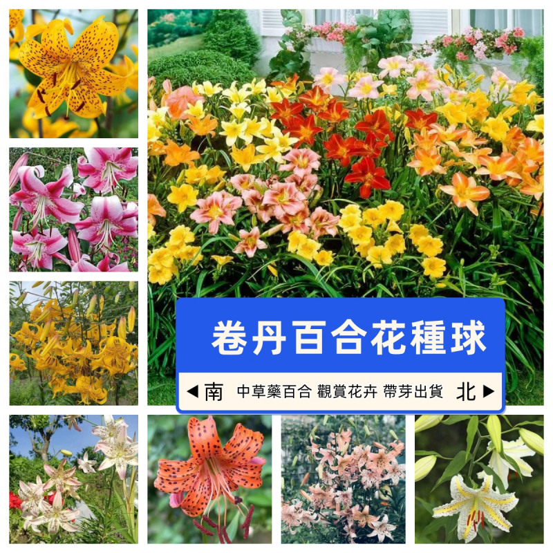 百花 園林【卷丹百合花種球】日本進口 球根花卉 花斑虎皮卷丹百合種球 多年生耐寒 種球可食用型 開花可觀賞