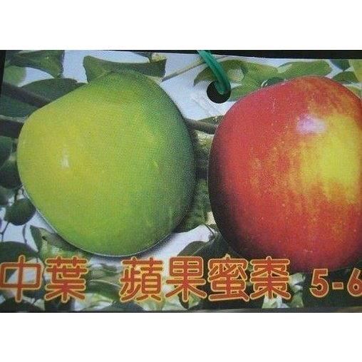 ☆東霖園藝☆╮蜜棗苗--中葉蘋果蜜棗--果重120-150克.糖度13上下..另有多種品種