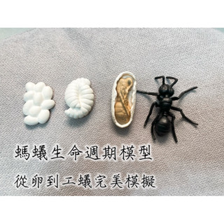 螞蟻生命週期模型 模擬 螞蟻 玩偶 公仔 玩具 生日禮物