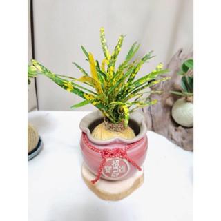 《Kamata🌈》☘️相思變葉木 手拉坯窯燒盆器☘️綠籬植物 手作苔球 室內植物 空氣淨化 可吊掛居家小品 桌上型苔球