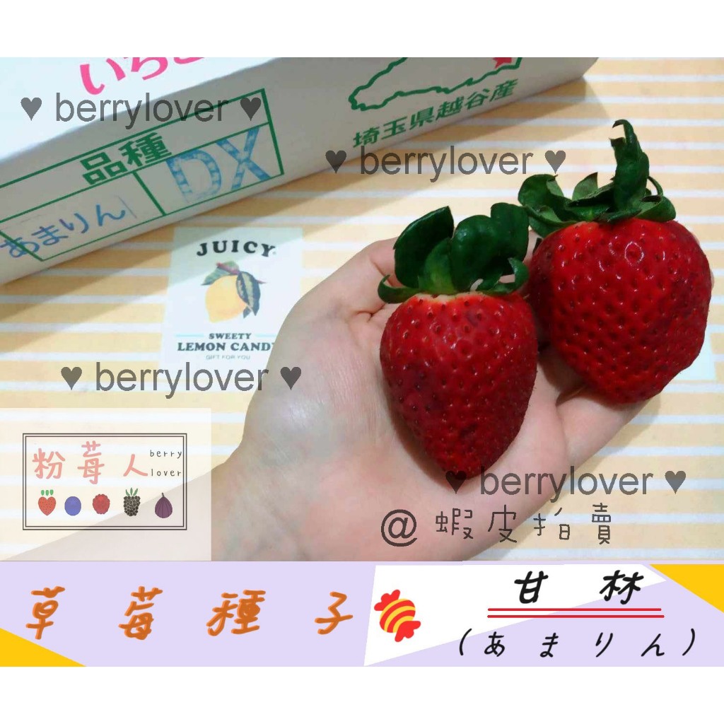 ❤️粉莓人🖤日本草莓  草莓種子 甘林 甘霖 甘鈴 甘綾