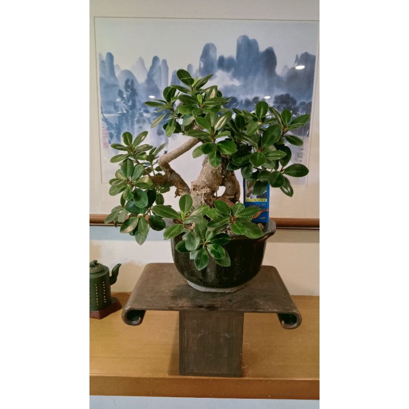 357G#-藏家釋出30幾年樹齡漂亮裸根老「圓榕（綠島榕）」收藏級極品盆栽