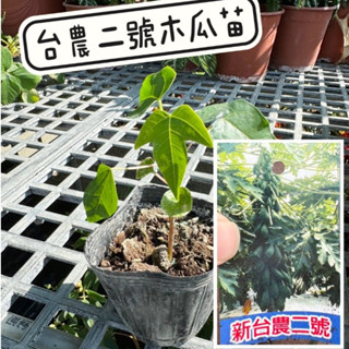 田尾玫瑰園 l 臺農二號木瓜、木瓜苗【3吋黑軟盆 高度約12cm】水果苗 果樹 (品種眾多歡迎詢問)
