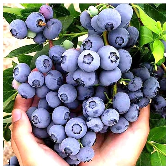 ✨四季可種 藍莓種子 庭院陽台盆栽種植