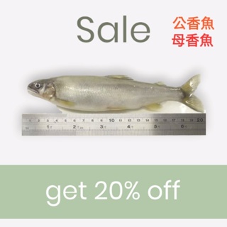 [廣藏商行]宜蘭帶卵母香魚 公香魚 特價中